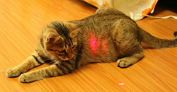 ¿Está bien que los gatos jueguen con punteros láser?