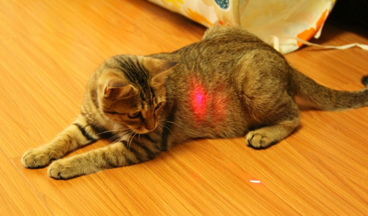 Está bien que los gatos jueguen con punteros láser? - Blog &amp; Noticias